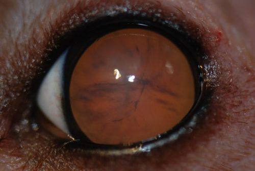 巴林左旗中医蒙医医院地址电话营业时间