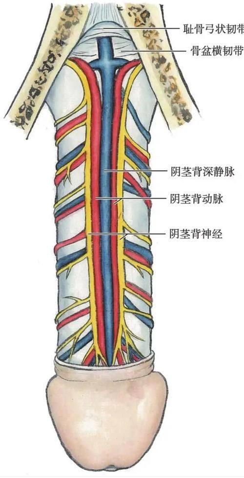 盘锦星美御颜整形医院详细的预约挂号方式及流程